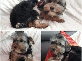 Drei Jungs suchen ihre eigene Familie. Sie sind am 1.7