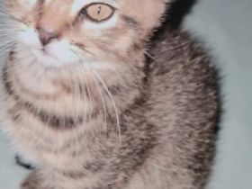 Unsere liebe Katzenmama Tiffany hat Ende Dezember drei