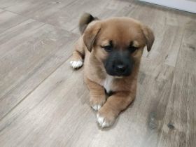 Unsere wunderbaren, zuckersüßen Shiba inu Welpen suchen