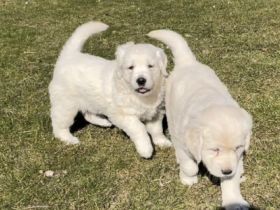 Unsere reinrassige Golden Retriever Hündin Carlotta hat