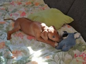 Essind aus unserem Wurf noch zwei Zwerge zu vergeben,