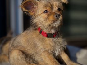 Liebe Hundefreunde, unsere reinrassige Yorkshire