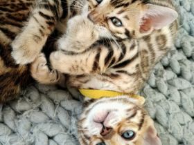 Am 19.12.2021 erblickten fünf wunderschöne Bengalkitten