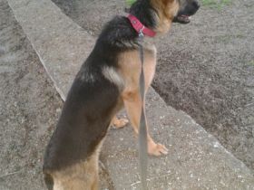 LASSIE, Nette intelligente schäferhündin 11 monate alt 