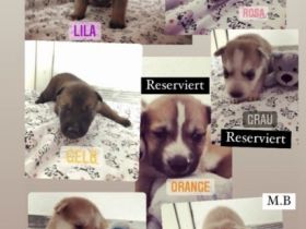 Belgischer Schäferhund/Siberian Husky, Mischlingswelpen