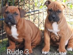 OEB Welpen suchen ein neues Zuhause. Es sind zwei Rüden