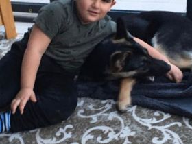 Es ist ein ganz lieber Familien hund, war auch in der