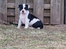 Wir haben aus der Verpaarung Lilo und Sam am 04.01.22