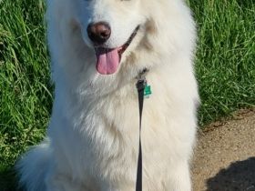 Yuki, Schweren Herzens suchen wir eine neue Familie für