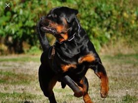 Deckrüde Rottweiler, Rottweiler, Welpen