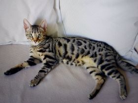 Lexi, Verkaufe unsere junge B e n g a l Katze. Die