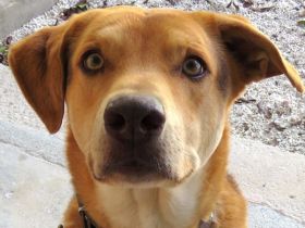 Nesta (Mischling, männlich, Schäferhund-X)