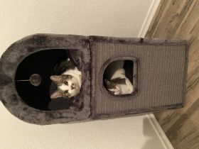 Chappy und Percy, Hallo, Leider muss ich aus