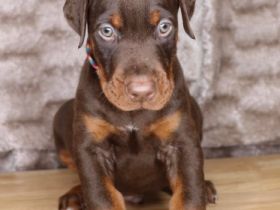 Dobermannwelpen zu verkaufen Ein mächtiger Auftritt.