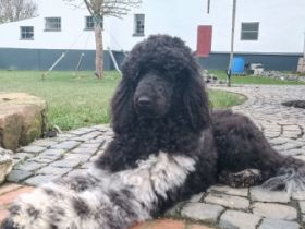 Wurfplanung Sommer 2022 Weitere Informationen auf