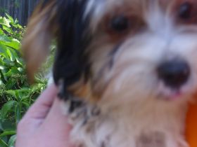 Eine lieber Rüde sucht Dich oder Euch zum Kuscheln -