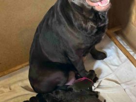 Am 22.02.2022 bekam unser Yanka 8 kleine, süße