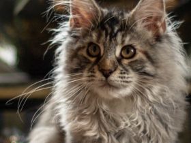 Angel of Moempelgard