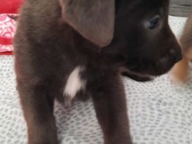 Zuckersüße Hunde Welpen jetzt 5 Wochen alt Corso Corso