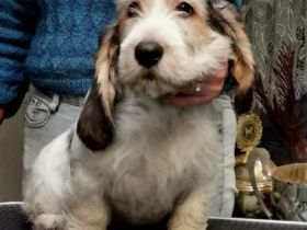 Eine kleine seriöse Familienzucht empfiehlt Traumschöne