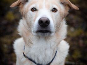 Ace ist ein 4Jahre alter kastrierter Mischlings-Rüde.