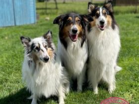Collies of Passion