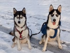 Bill (Billy), Kaufpeis ist verhandelbar. Hallo ich bin