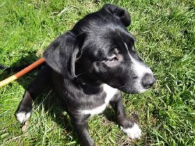 Wunderschöne welben jetzt 9 Wochen alt. Mama nala