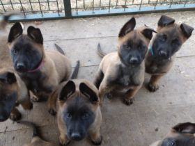 Verkauf - Welpen Belgischer Schäferhund Malinois mit
