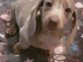 Meine süßen Dackel Welpen sind nun abgabebereit. Sie