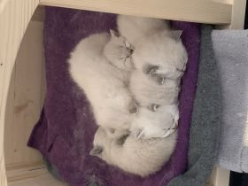 Unsere Katzen Mama hat am 13.02.2022 sechs gesunde