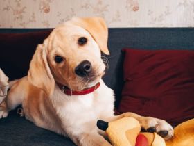 Hallo zusammen, wir verkaufen unsere Hündin. Sie ist am