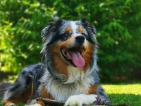 Gebe nach langen Überlegen meinen Australian Shepherd