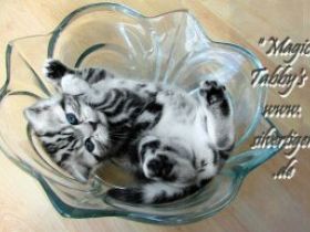 BKH Kätzchen "Winnie und Will" silbertabby-spotted und