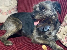 Rüde Bruno / kastriert / derzeit noch in Griechenland