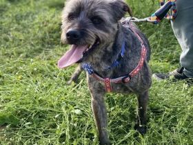 Rüde Bruno / kastriert / derzeit noch in Griechenland