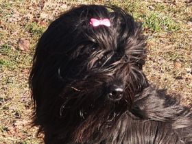 Wir haben noch schwarze Briard-Rüden die eine nette