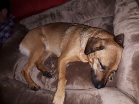 Luna, Liebe Hundefreunde. Ich suche ein neues,