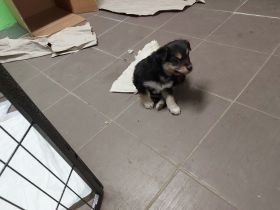 Am 05.01.2022 habe ich vier süße Flauschkugeln geborgen