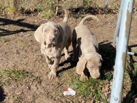 Verspielte kleine Weimaranerwelpen suchen ein Zuhause.