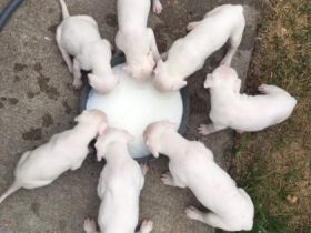 Hallo. Diese suchen demnächst ein liebevolles zu Hause.