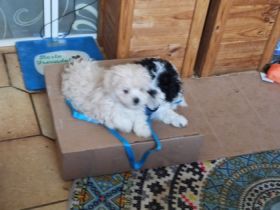 Meine Hündin Villa hat am 1.06..23 einen Wurf von 2