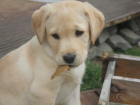 Am 05.02.2022 hat unsere liebe Labradorhündin ihre