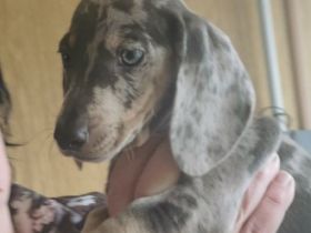 Zwergdackelwelpen 1x Puppe, 3x Junge, geimpft, entwurmt