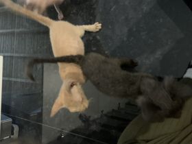 Zum verkauft stehen 2 tolle Babys. Die kleinen sind am