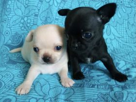 Am 12.25.2023 hat unsere kleine reinrassige Chihuahua