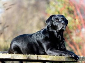 Kavik aus der Drachenhöhle