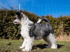 Am 06.12.2021 hat unser A-Wurf das Licht der Welt