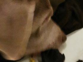 Moin, liebe Hundefreude Emma ist 3 Jahre reinrassige