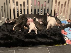 Hallo unsere Hündin hat am 10.02.2022 7 gesunde Welpen